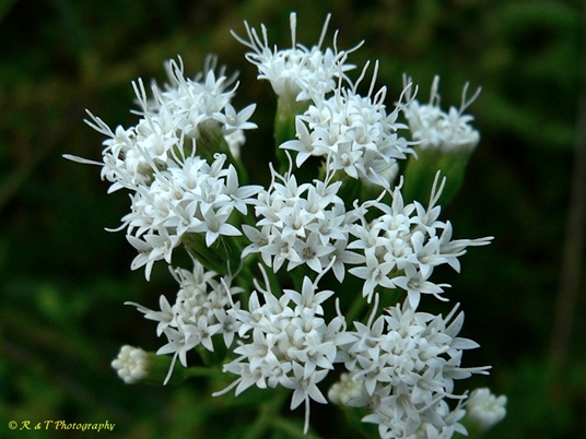 {Ageratina aromatica}